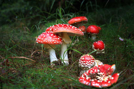 Spotted toadstools in the dark scary woods  Amanita muscaria - beautiful mushroom but very toxicの写真素材