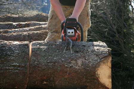 Sawdust flies as a man cuts a fallen tree into logs 