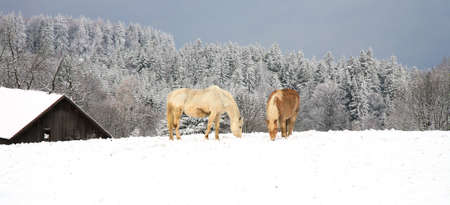 Two old retired horses on pasture by winter. Free life.の写真素材