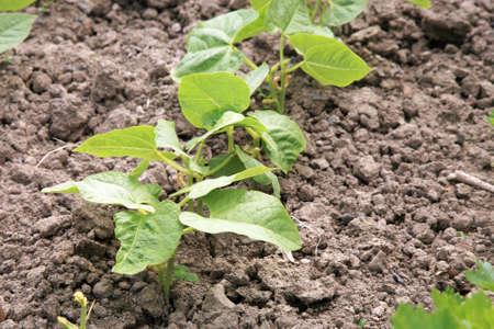 Young haricot, bean in vegetable intercropping cultivation. Eco-friendly backyard garden, vegetable...