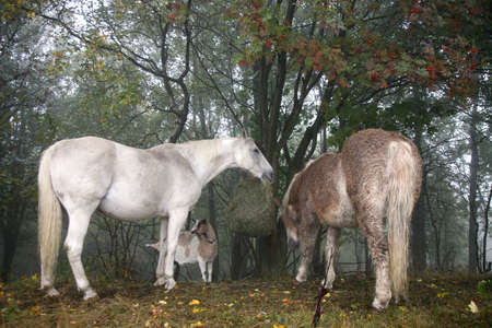 Horses and goats eating hay with net during cloudy day. Gloomy autumn day on the farm.の写真素材