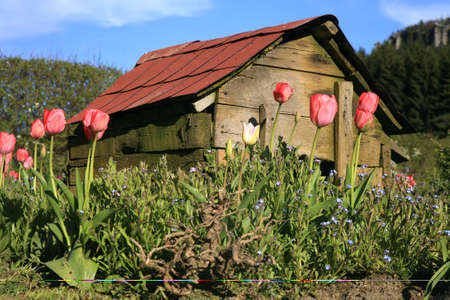 Blue Myosotis called forget-me-not and tulips blooming in garden in Poland. Garden with old doghouse.の写真素材