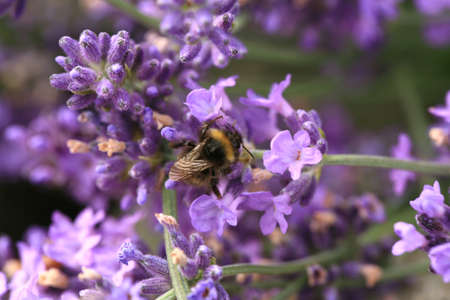 Bee on flower, macro. Bumblebee (Bombus) pollinating lavender in eco, rustic, home garden.