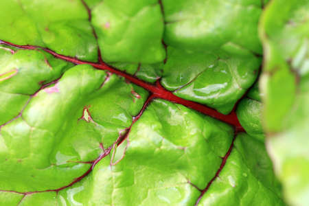 Beet's leaf wich maco photography. View structure of leaf.の写真素材