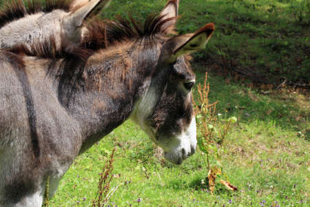 Herd of donkeys on breeding farm in Poland
