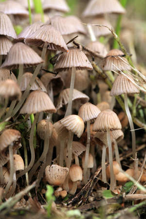 Psilocybin, mushroom, Psilocybe semilanceata , liberty cap , Magic mushroom, detail, closeup,