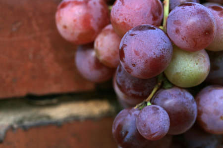 Bunch of grapes hanging on a brick wall an old, country house. An element of outdoor decoration on the occasion of a harvest festival at the end of summer.の写真素材