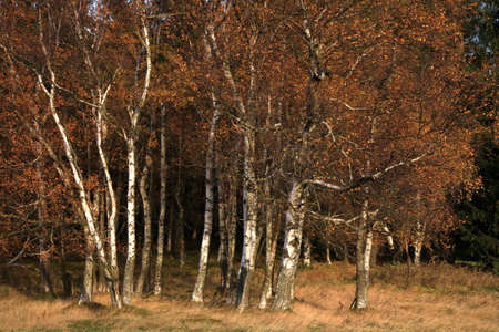 Autumn birch copse. Young birch in small village Pasterka in Stolowe Mountains, Table Mountains, National Park in Poland. Wilderness area with refugium of animals.の写真素材