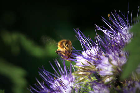 Bee, apis mellifera and honey plant phacelia. A honey and pollen plant also cultivated for...