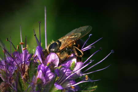 Bee, apis mellifera and honey plant phacelia. A honey and pollen plant also cultivated for beekeepingの写真素材