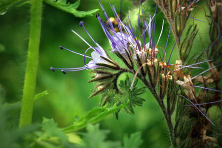 Blue phacelia, a plant grown for feed for farm animals. A honey and pollen plant also cultivated for...