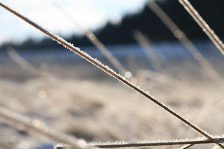 Amazing winter nature. A dried grass plant covered with icy crystals. Texture of ice and snow. Macro ice. Winter landscape on a meadow.の写真素材
