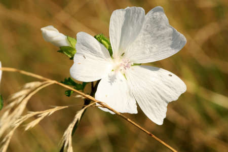 Wild mallow growing in a wild meadow. Folk medicinal and spice plantの写真素材