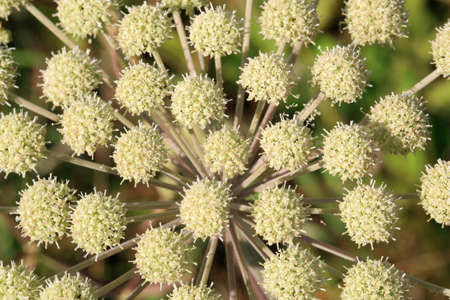 Angelica archangelica growing in a wild meadow. Folk medicinal and spice plant