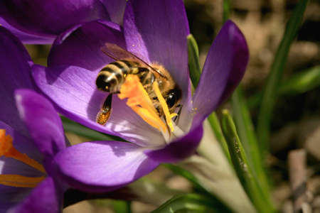 Bee, apis mellifera and pollen-producing  spring plant crocus. A sign of the first warm spring days