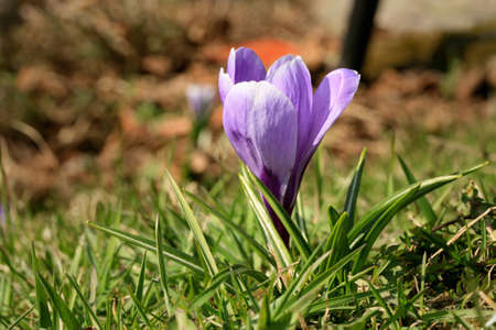 Blossom spring plant crocus. The beginning of spring.
Pollen-producing  spring plant crocus. A sign...