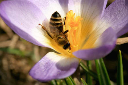 Bee, apis mellifera and pollen-producing  spring plant crocus. A sign of the first warm spring daysの写真素材