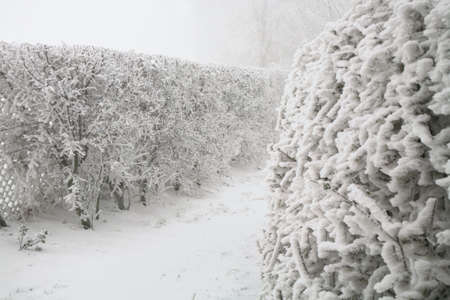 Frosted cherry plum hedge in a winter country garden.の写真素材