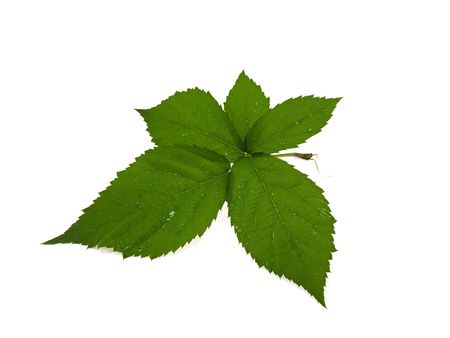 Raspberry sheet isolated on a white background