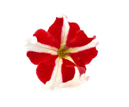 The isolated red-white flower on a white backgroundの写真素材