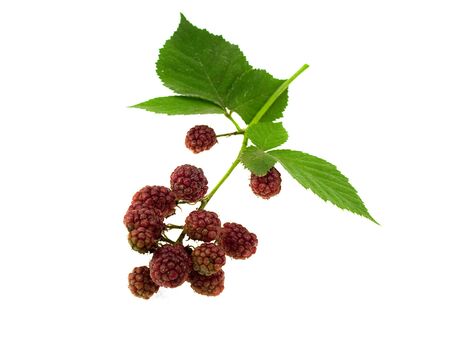 Leaves and blackberry fruits isolated on a white backgroundの写真素材