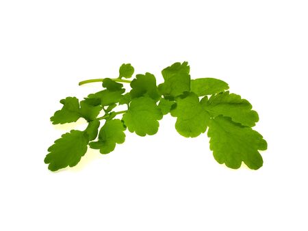 Some beautiful green leaves isolated on a white background