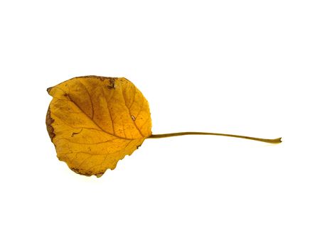 Dry autumn leaf of a tree isolated on a white backgroundの写真素材