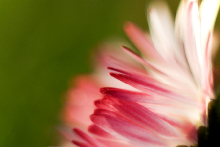 Daisy flower blossomの写真素材