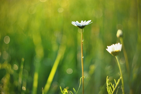 Oxeye flowers の写真素材