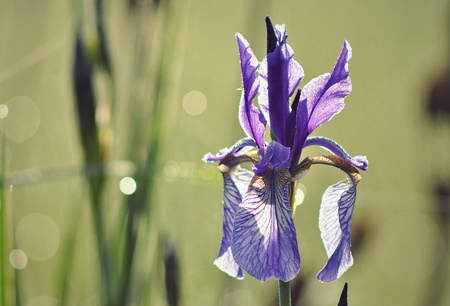 Iris sibirica, violet blossom of a beautiful protected flowerの写真素材