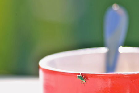 Green beetle on a red cup of coffee outdoorsの写真素材