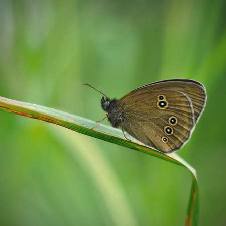 Butterfly on a straw of grass, green backgroundの写真素材