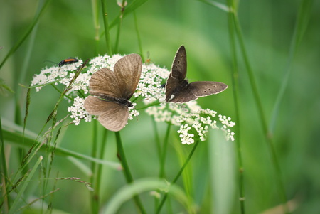 Pair of aphantopus hyperanthus butterfliesの写真素材