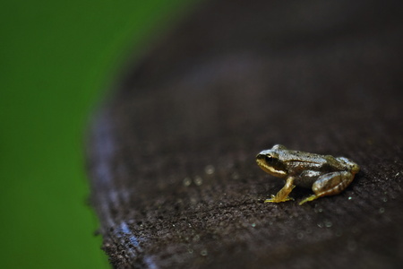 Young frog on a piece of woodの写真素材