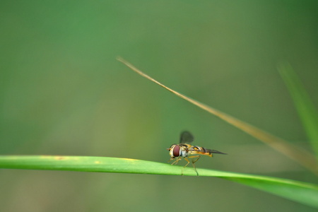Episyrphus balteatus in the grass