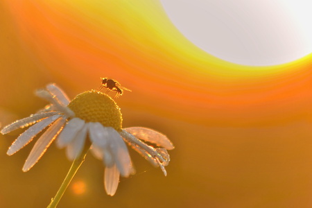 Fly on a chamomille with rising sun behind