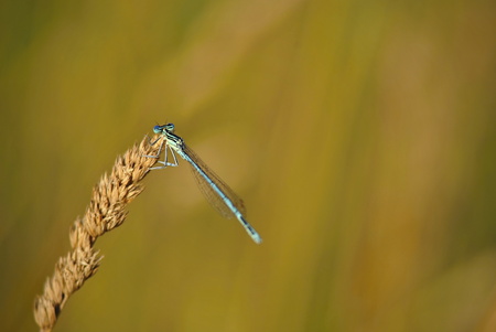 Platycnemis pennipes on a straw with abstract backgroundの写真素材