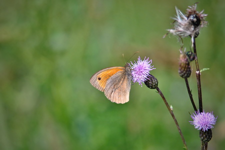 Maniola jurtina butterflyの写真素材