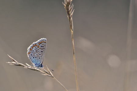Polyommatus icarus - blue butterfly on grey backround