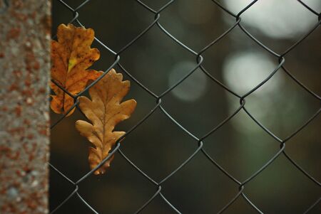 Pair of oak leaves in a meshの写真素材
