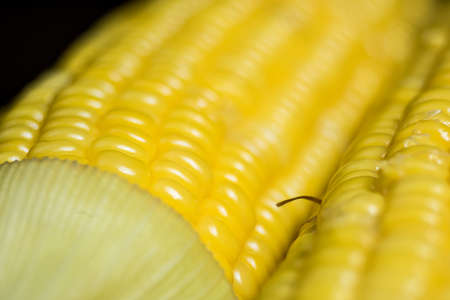 Yellow corn macro.