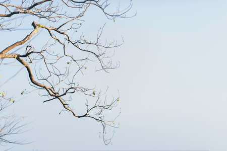 Tree and blue sky.の写真素材