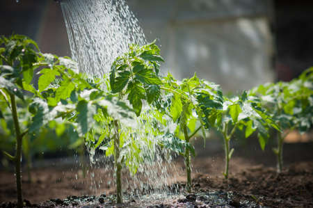 watering seedling tomatoの写真素材
