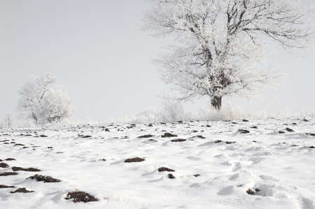 Frozen tree on winter field の写真素材