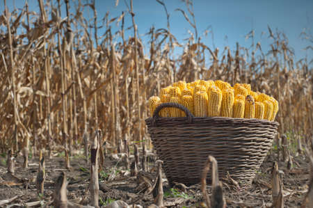 harvest cornの写真素材