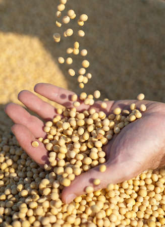 Human hands holding soy beans after harvest の写真素材