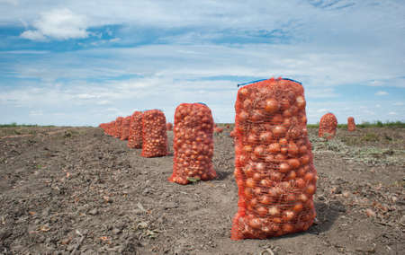 Onion harvestの写真素材