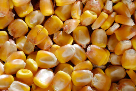 Studio Shot Textured Corn kernels close upの写真素材