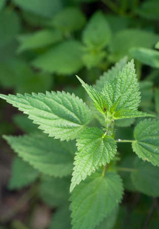  Green leaves of a nettle close upの写真素材