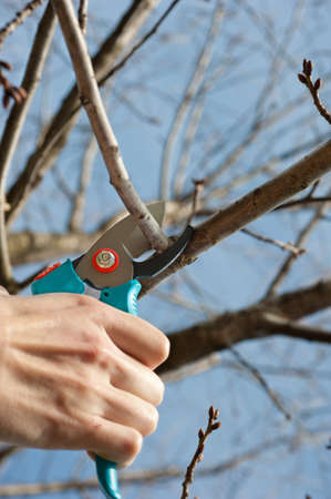  cutting tree with a pruning shears